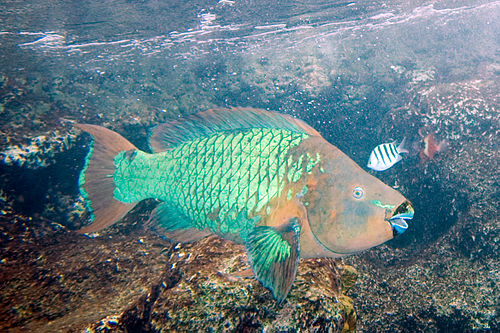 Rainbow parrotfish